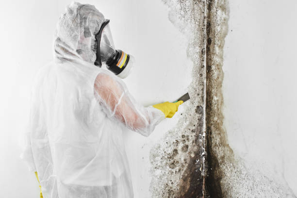 Best Office Mold Removal Services  in Parksdale, CA