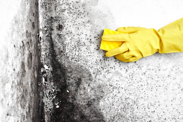 Best Attic Mold Removal  in Parksdale, CA