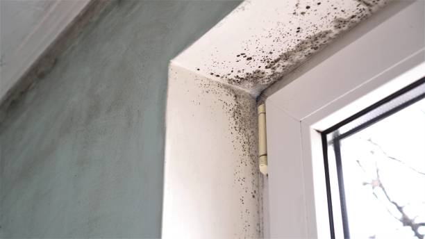 Mold Removal Process in Parksdale, CA