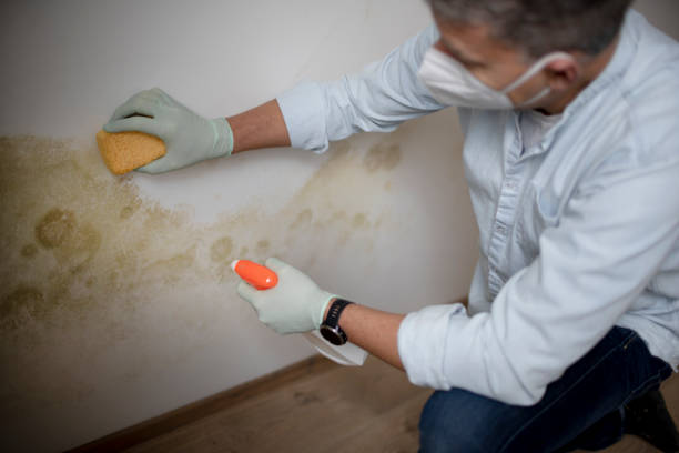 Office Mold Removal Services in Parksdale, CA