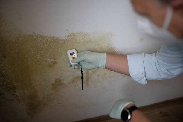 Mold Testing and Removal in Parksdale, CA