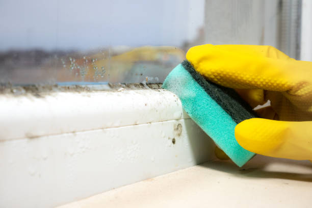 Best Black Mold Removal  in Parksdale, CA