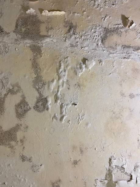 Best Home Mold Removal  in Parksdale, CA