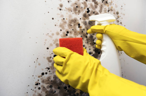 Best Mold Removal Process  in Parksdale, CA