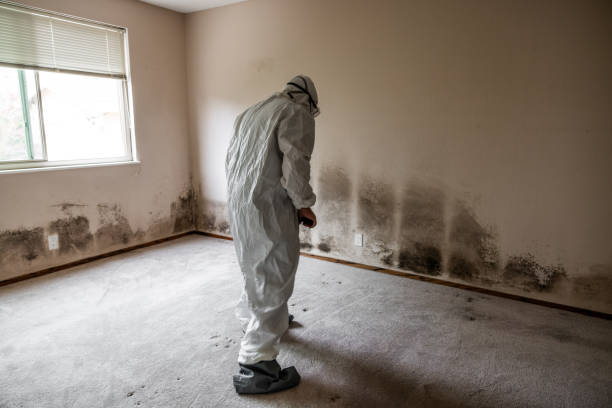 Best Toxic Mold Removal  in Parksdale, CA