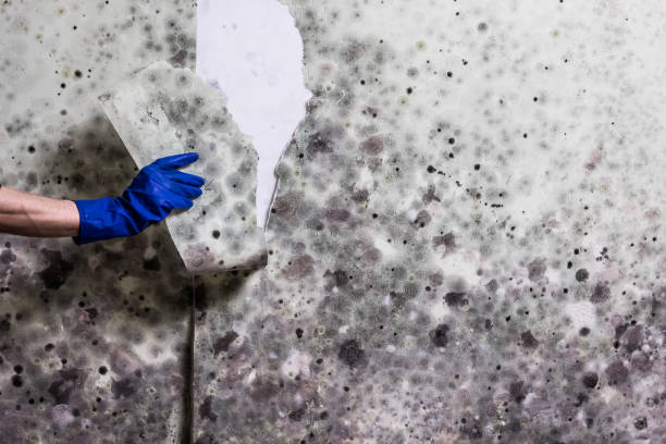 Best Residential Mold Removal  in Parksdale, CA