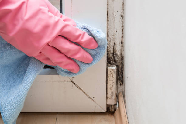 Best Mold Remediation  in Parksdale, CA