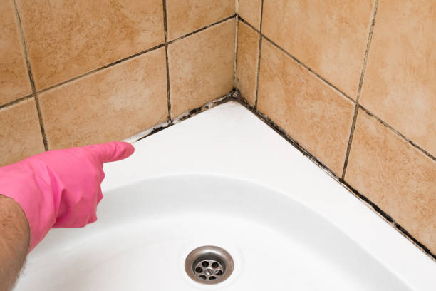 Best Fast Mold Removal  in Parksdale, CA