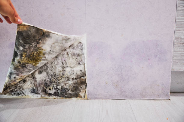 Best Best Mold Removal Companies  in Parksdale, CA